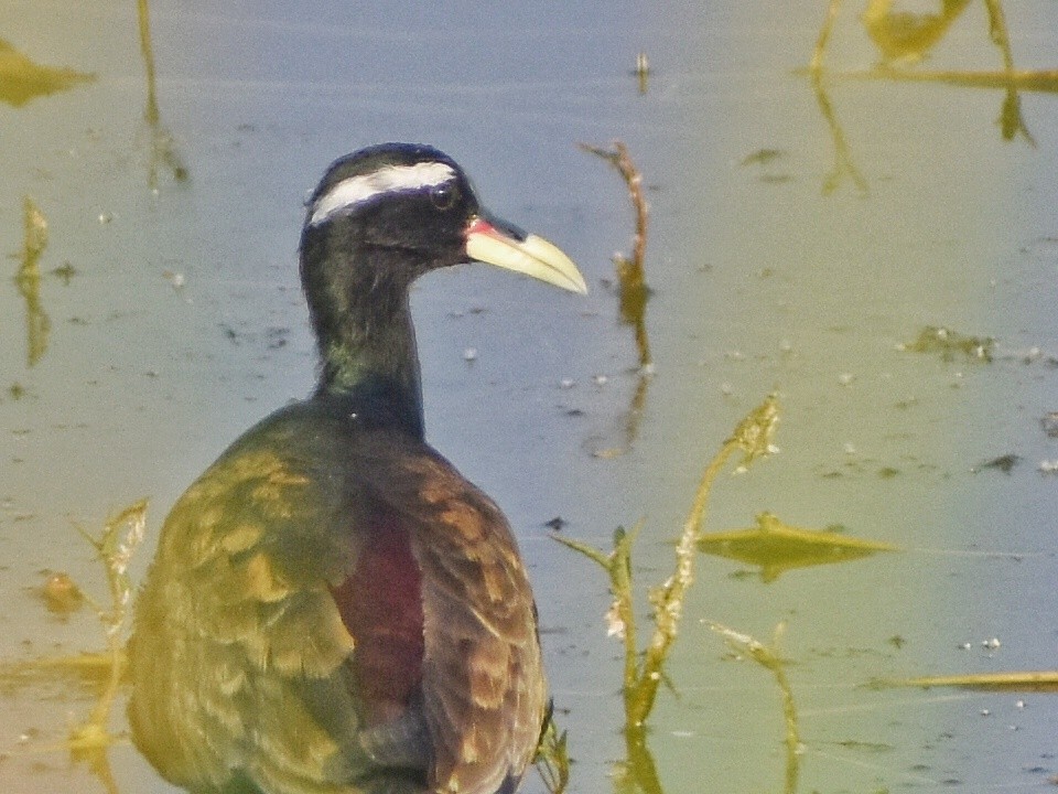 Бронзовокрылая якана - ML644639252