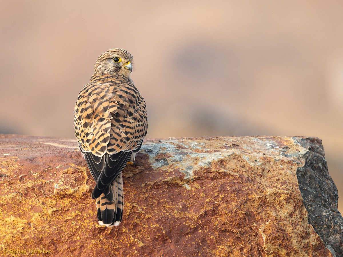 Belatz gorria - ML644639254