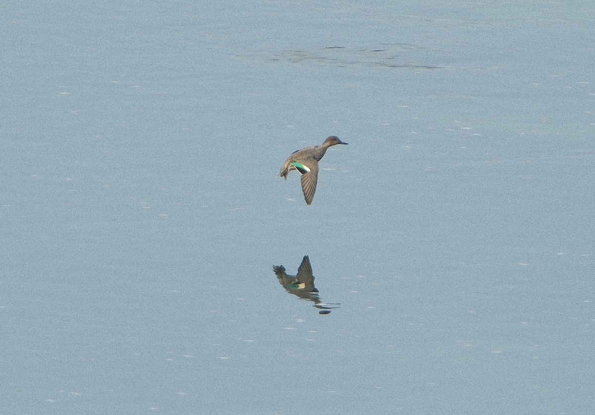 Green-winged Teal - ML644639256