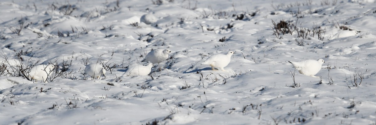 Moorschneehuhn - ML644639261