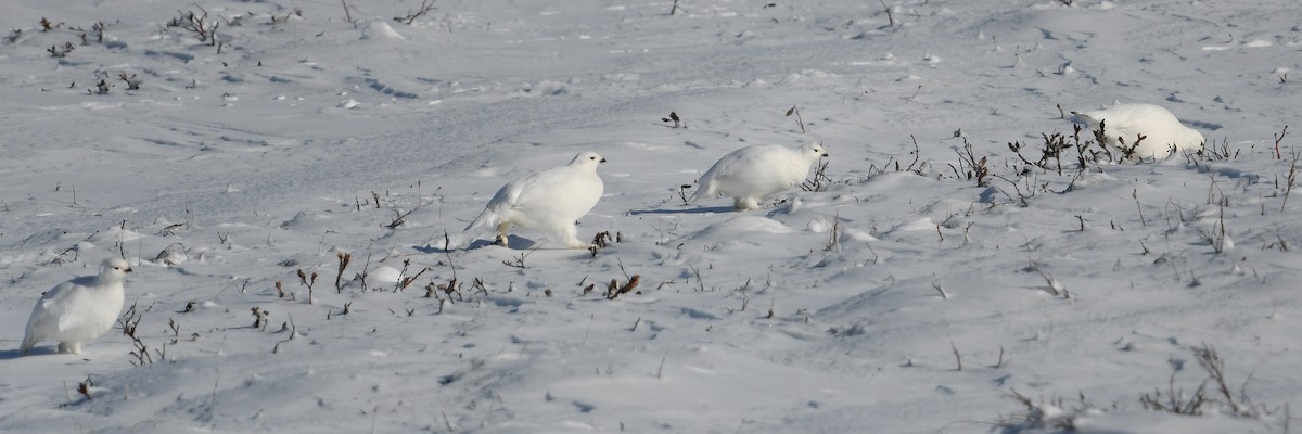 Moorschneehuhn - ML644639267