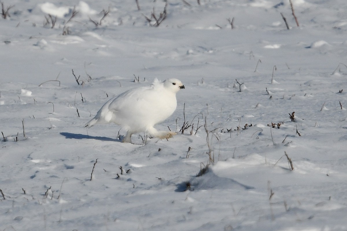 Moorschneehuhn - ML644639270