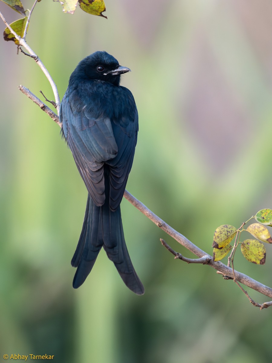 drongo černý - ML644639280