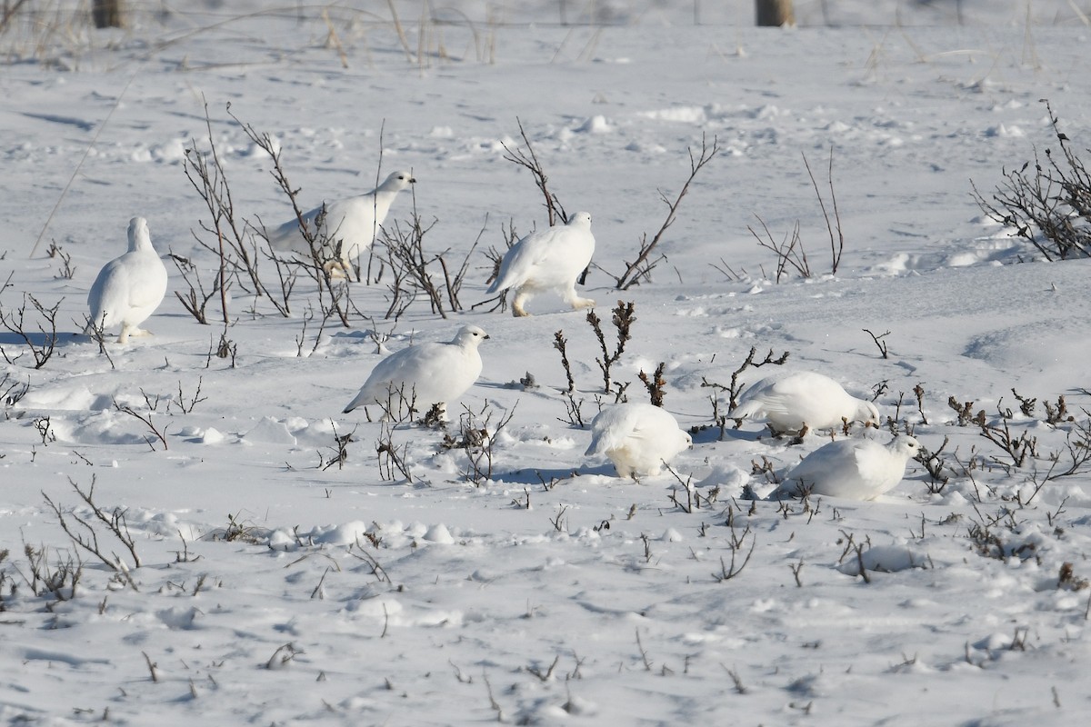 Moorschneehuhn - ML644639284