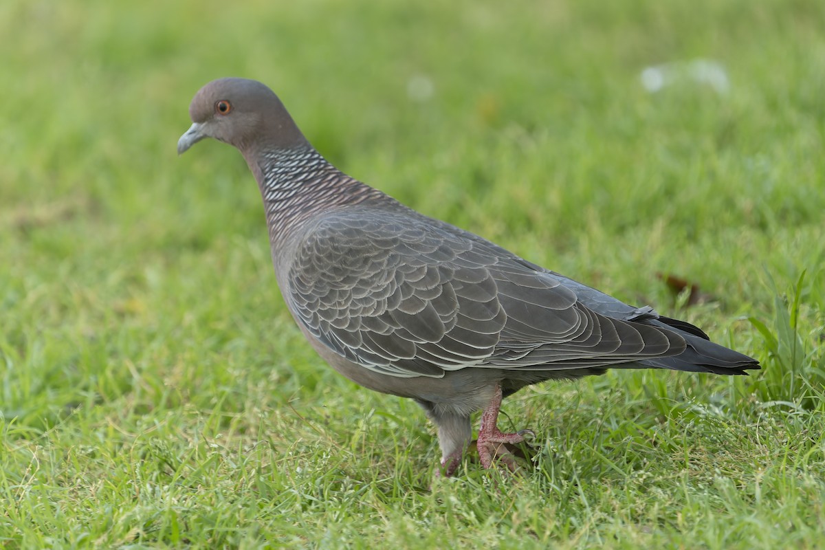 Темнохвостый голубь - ML644639285