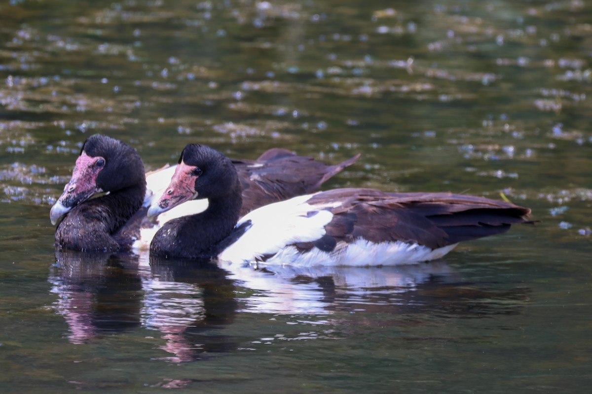 Magpie Goose - ML644639288