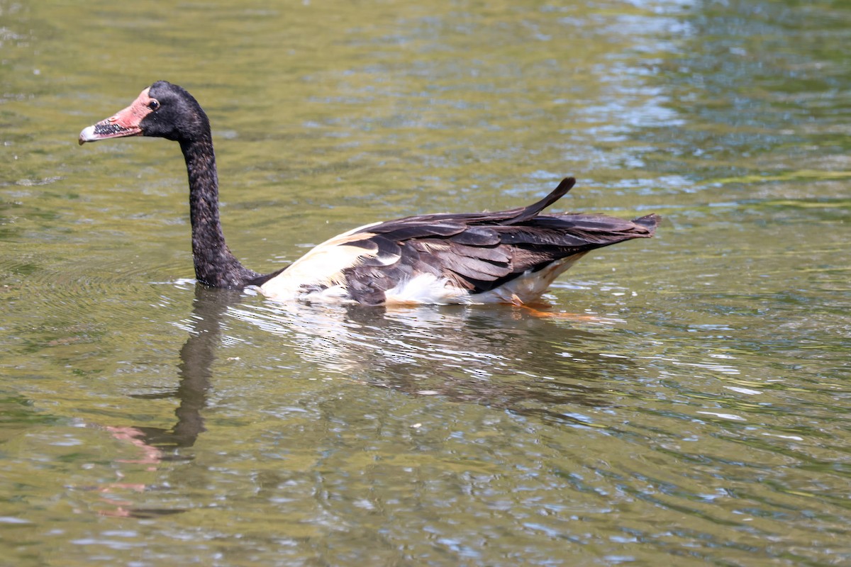 Magpie Goose - ML644639290