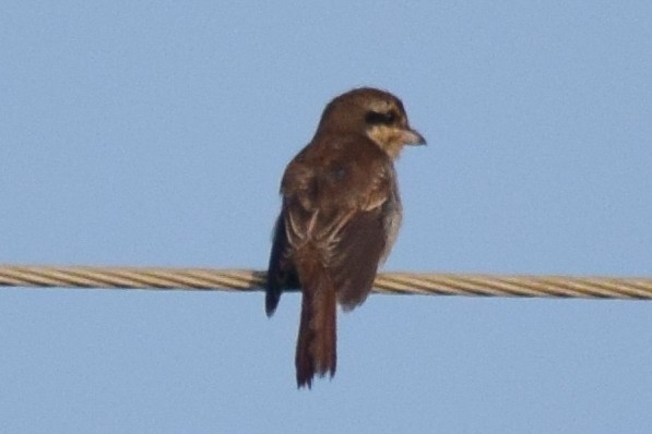 Brown Shrike - ML644639291