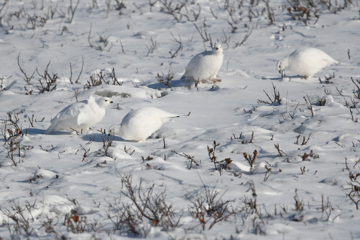 Moorschneehuhn - ML644639304
