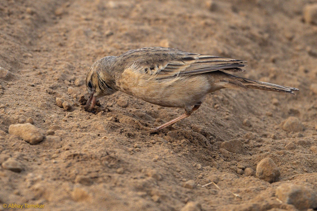 ハシナガビンズイ - ML644639308