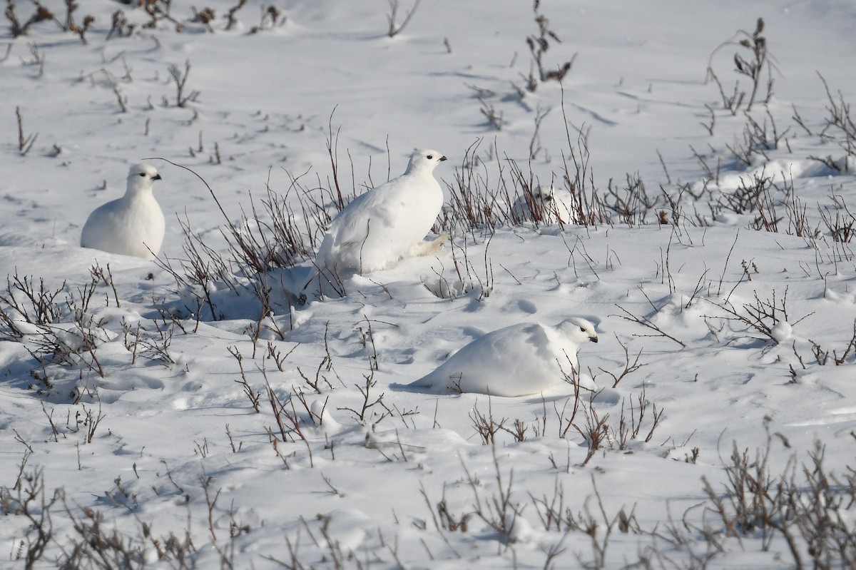Moorschneehuhn - ML644639310