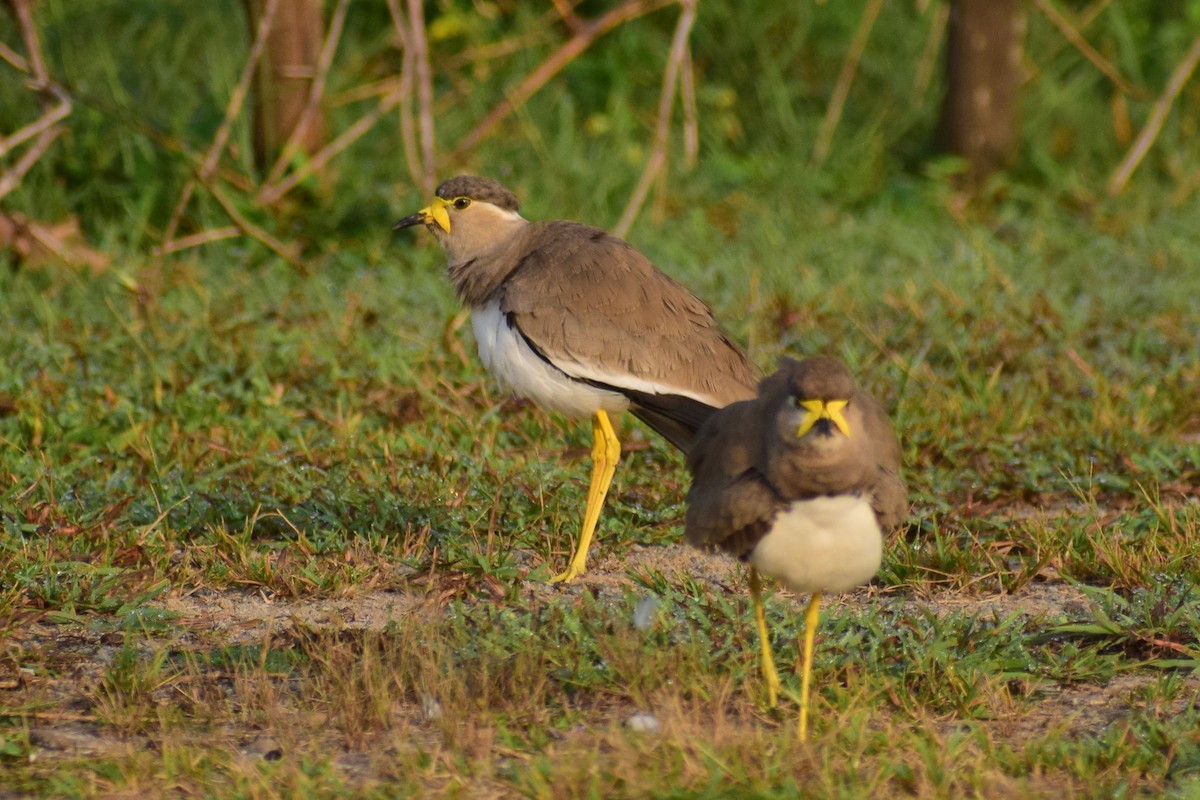 Yellow-wattled Lapwing - ML644639311
