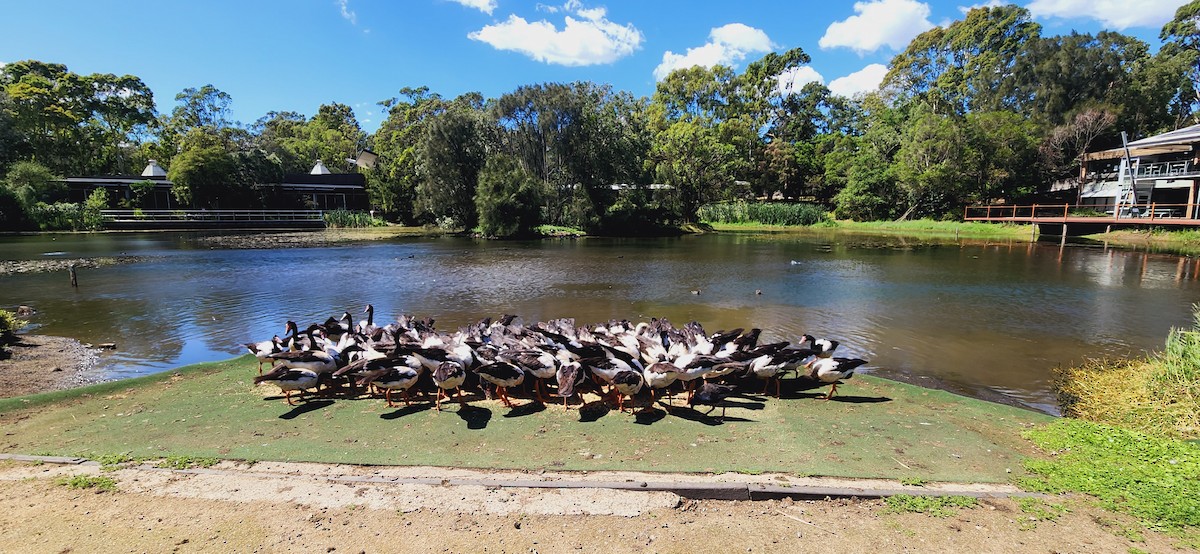 Magpie Goose - ML644639316