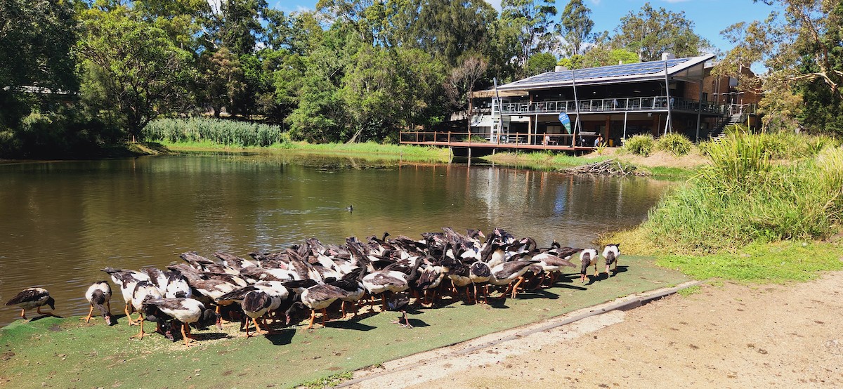 Magpie Goose - ML644639319