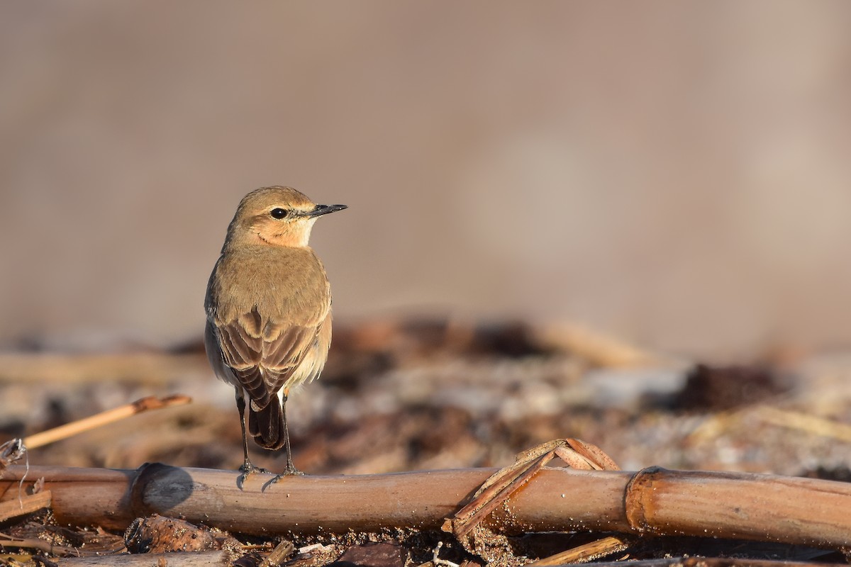 Isabellsteinschmätzer - ML644639320