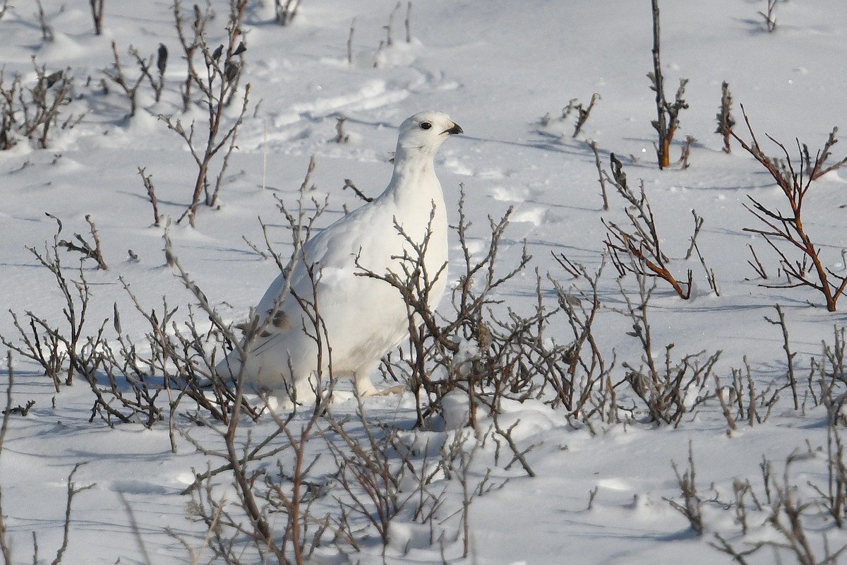 Moorschneehuhn - ML644639324