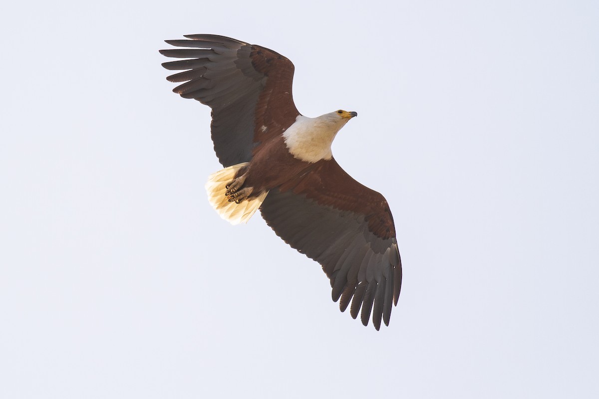 flodørn - ML644639334