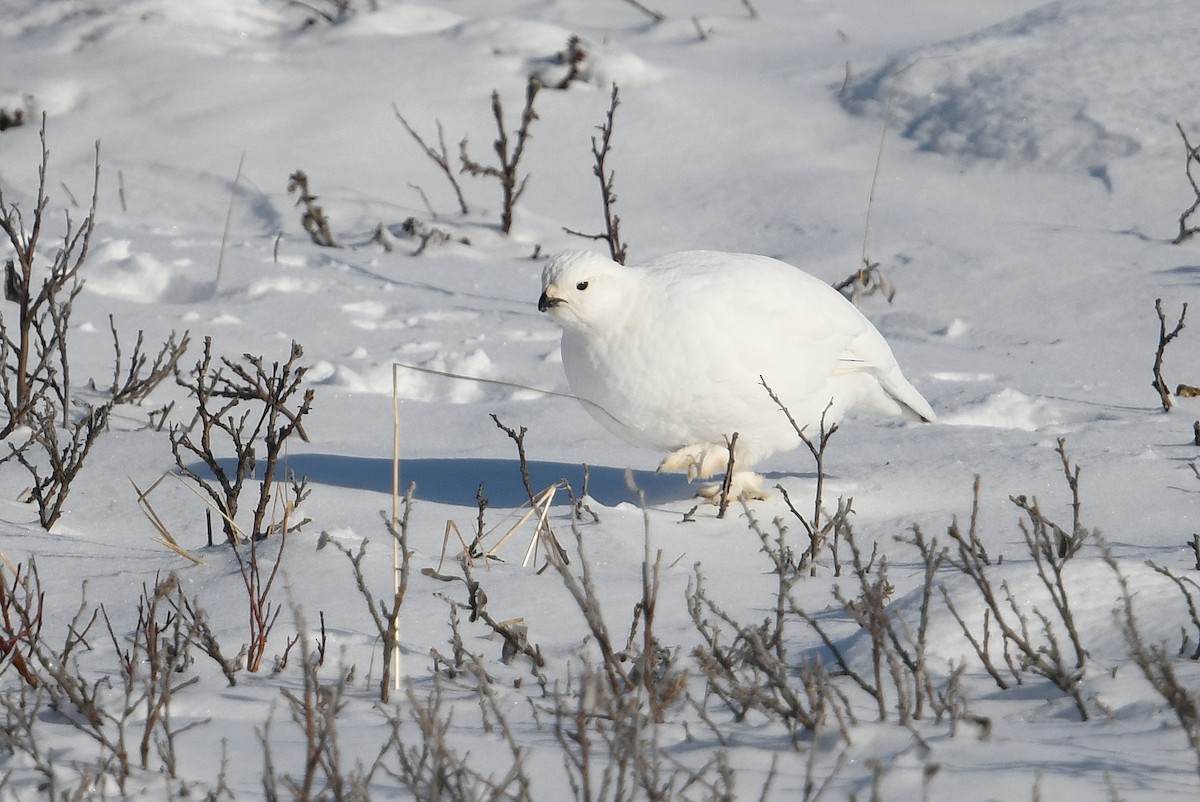 Moorschneehuhn - ML644639335
