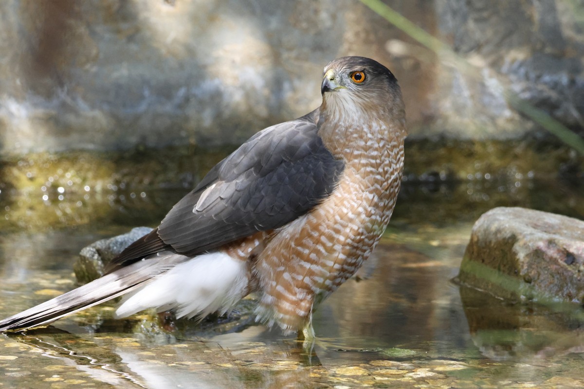 Cooper's Hawk - ML644639338
