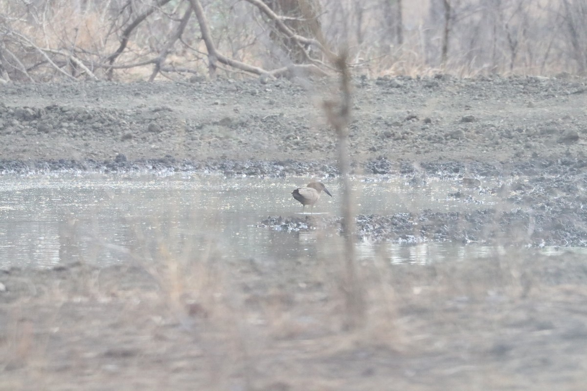 Hamerkop - ML644639346