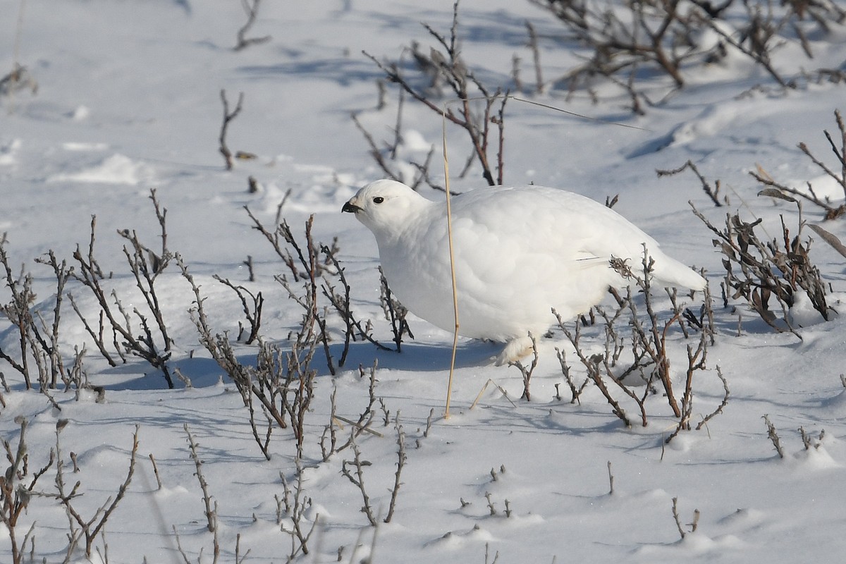 Moorschneehuhn - ML644639347