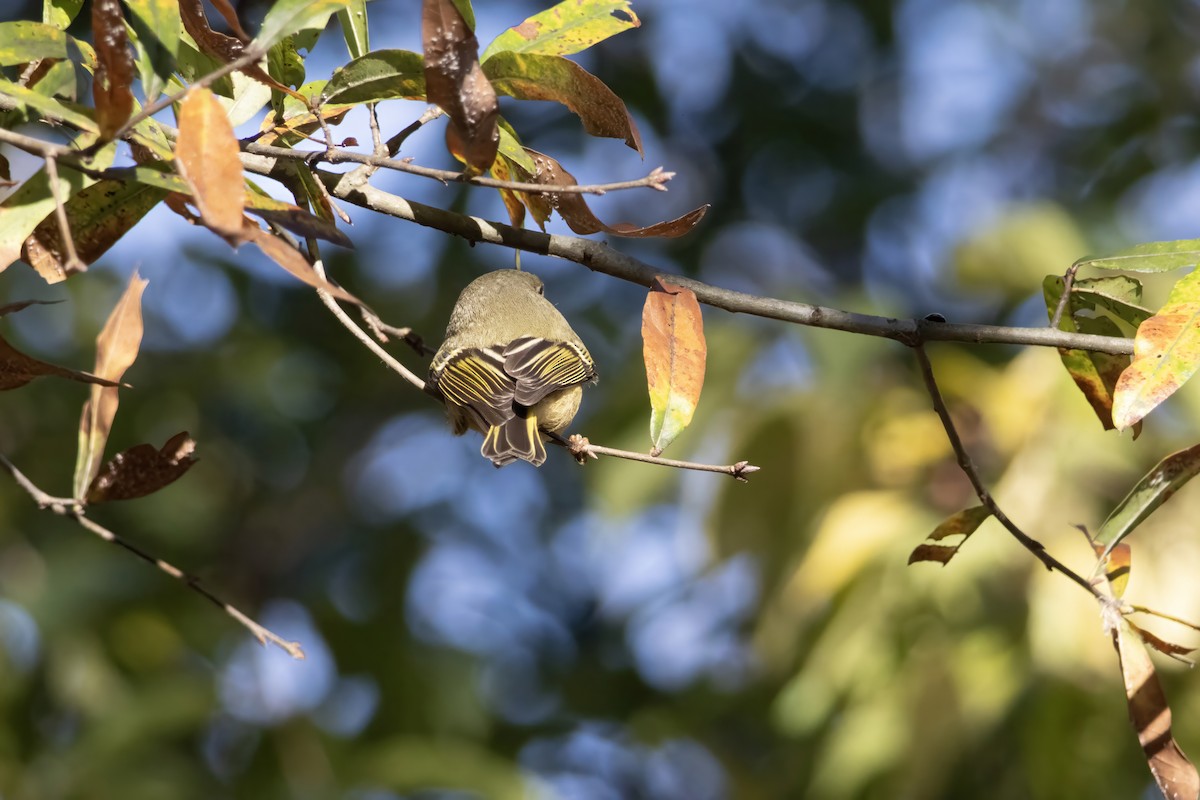 Ruby-crowned Kinglet - ML644639348