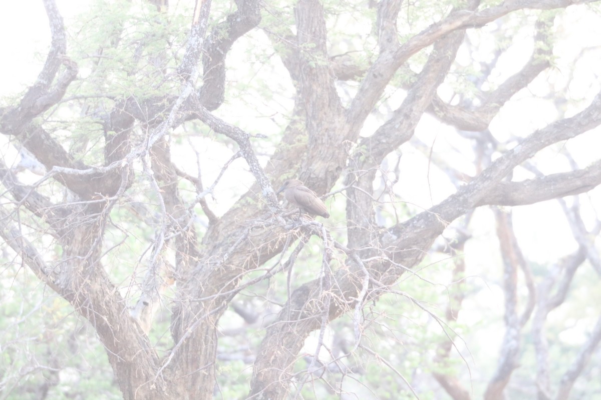 Hamerkop - ML644639356