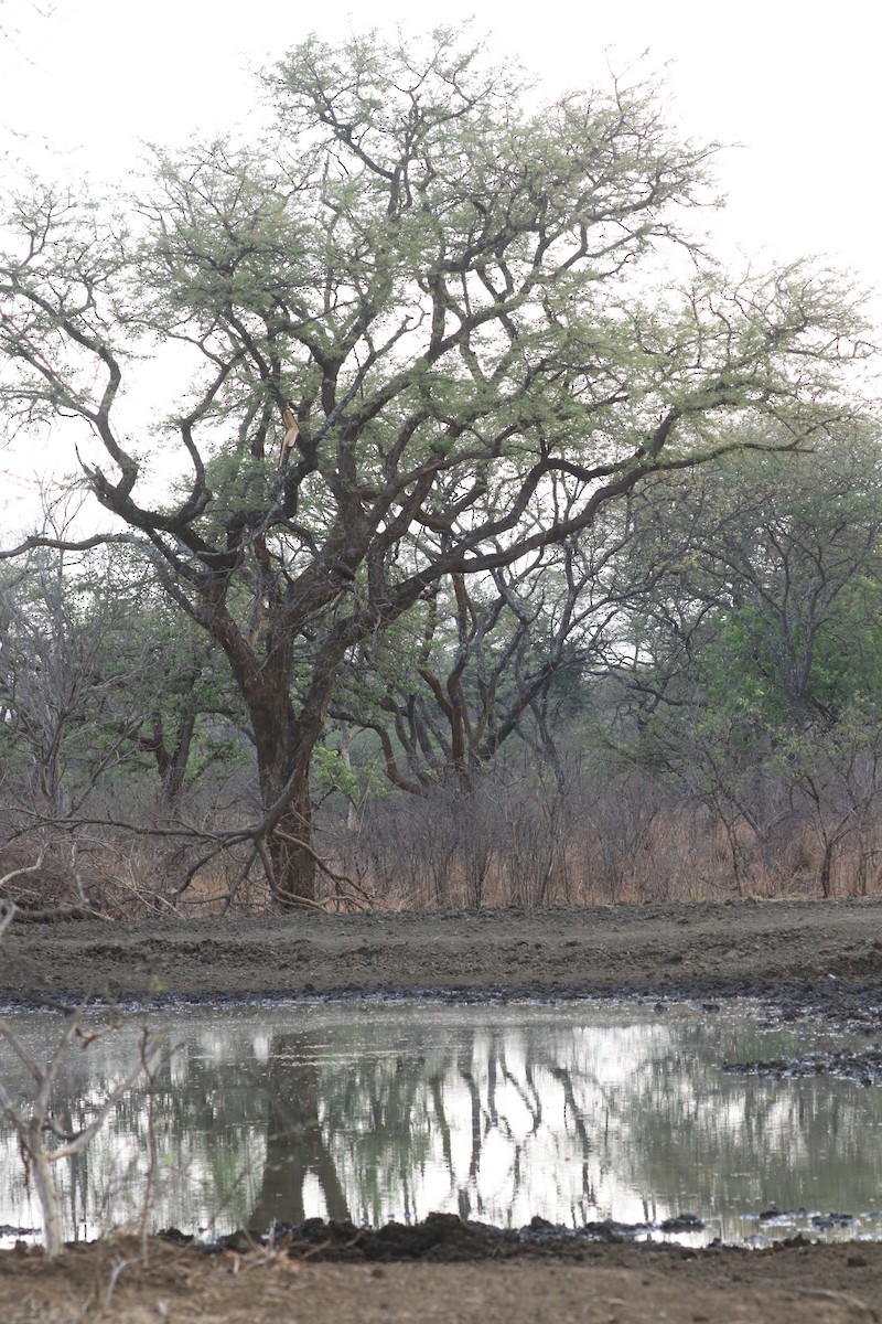 Hamerkop - ML644639357