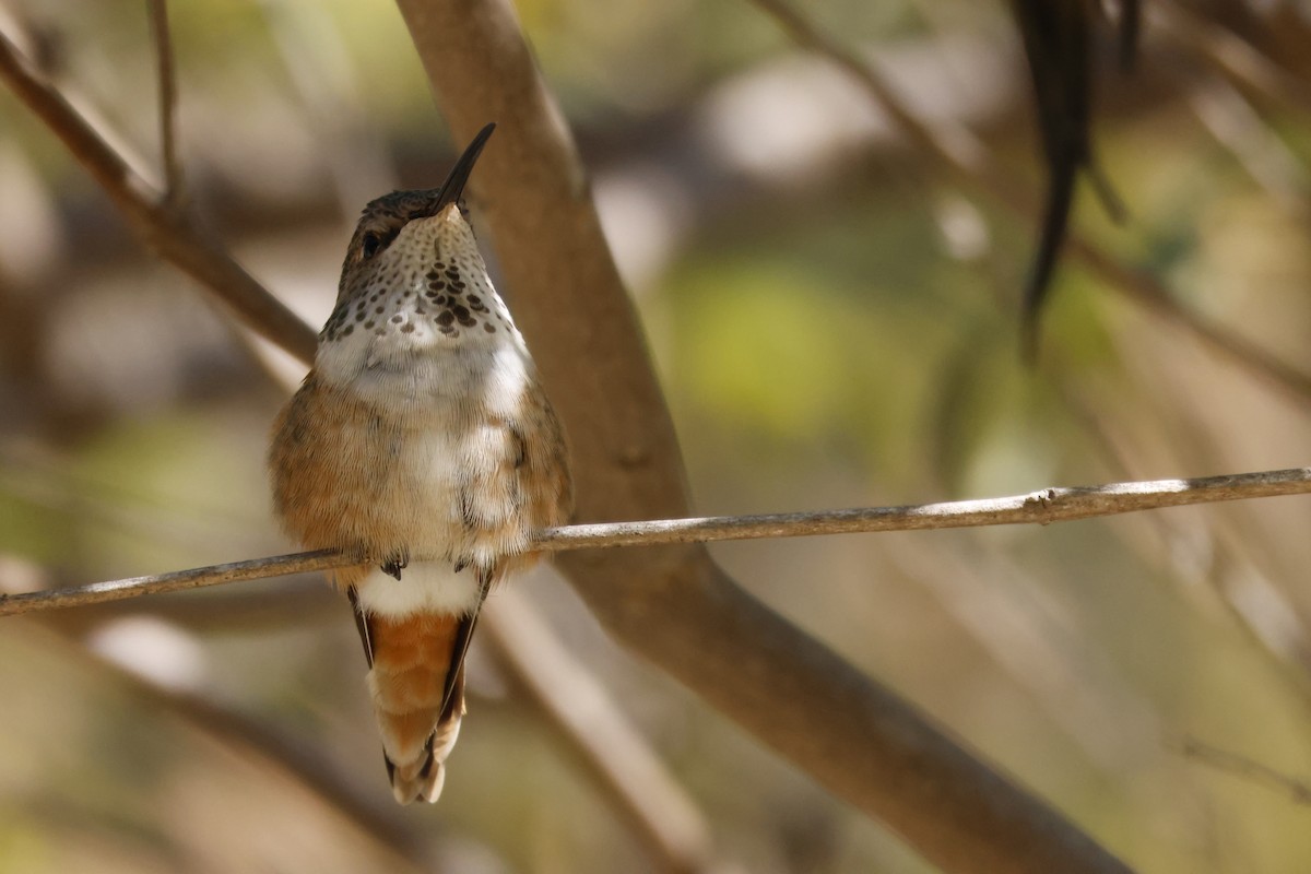 アレンハチドリ - ML644639358