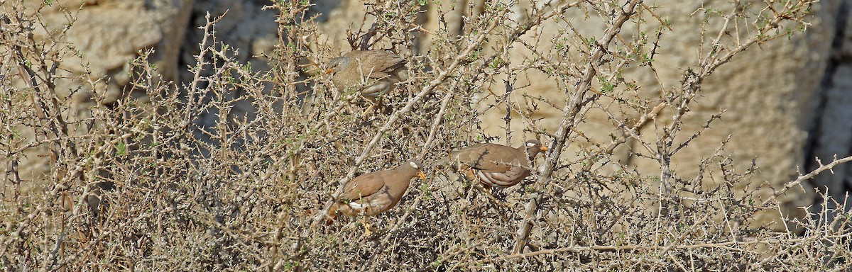 Sand Partridge - ML644639360