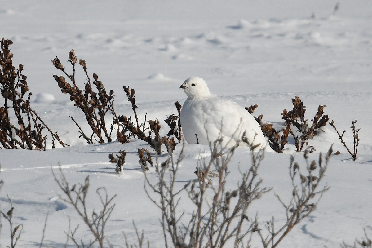Moorschneehuhn - ML644639362