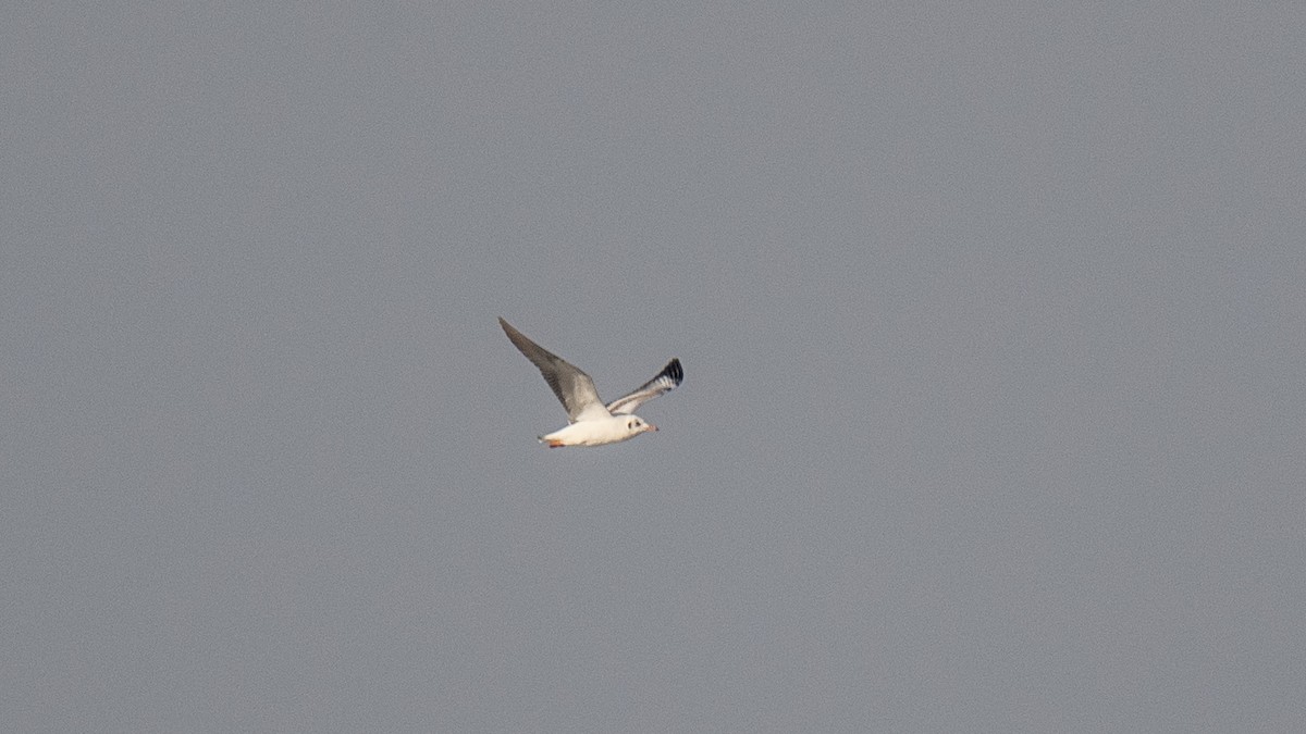 Gaviota Centroasiática - ML644639365