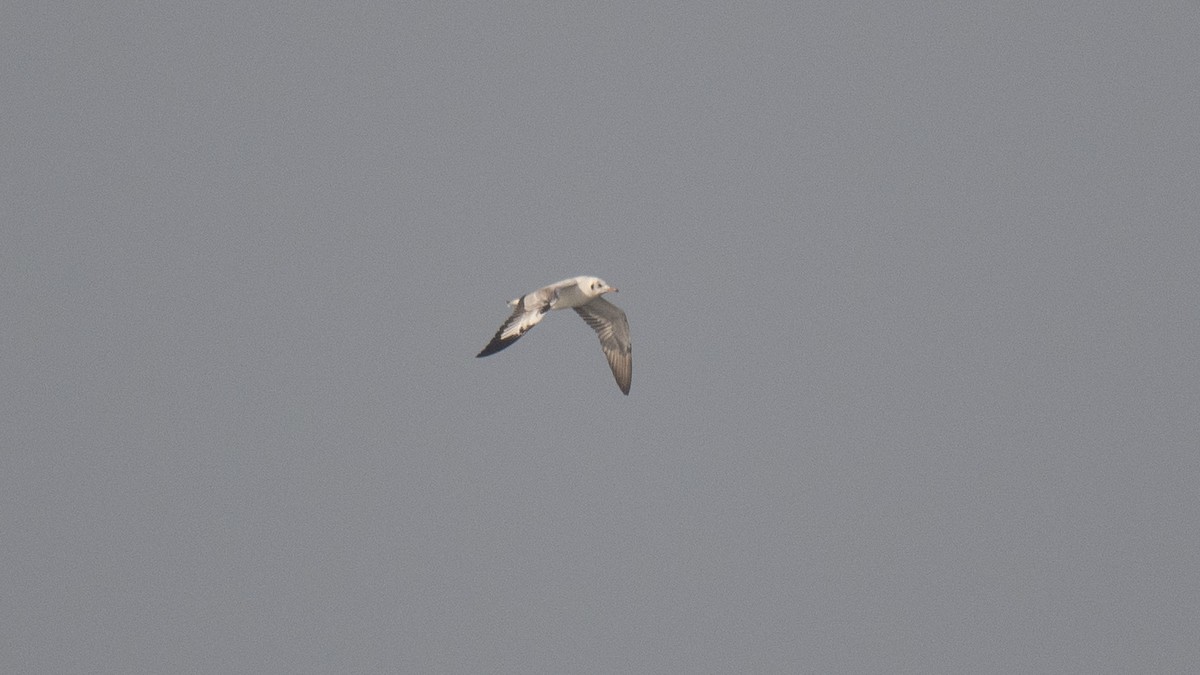 Gaviota Centroasiática - ML644639366