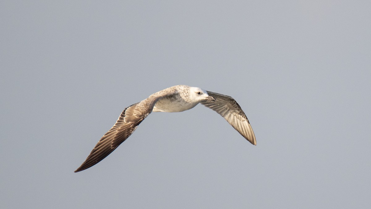 Gaviota Sombría - ML644639373