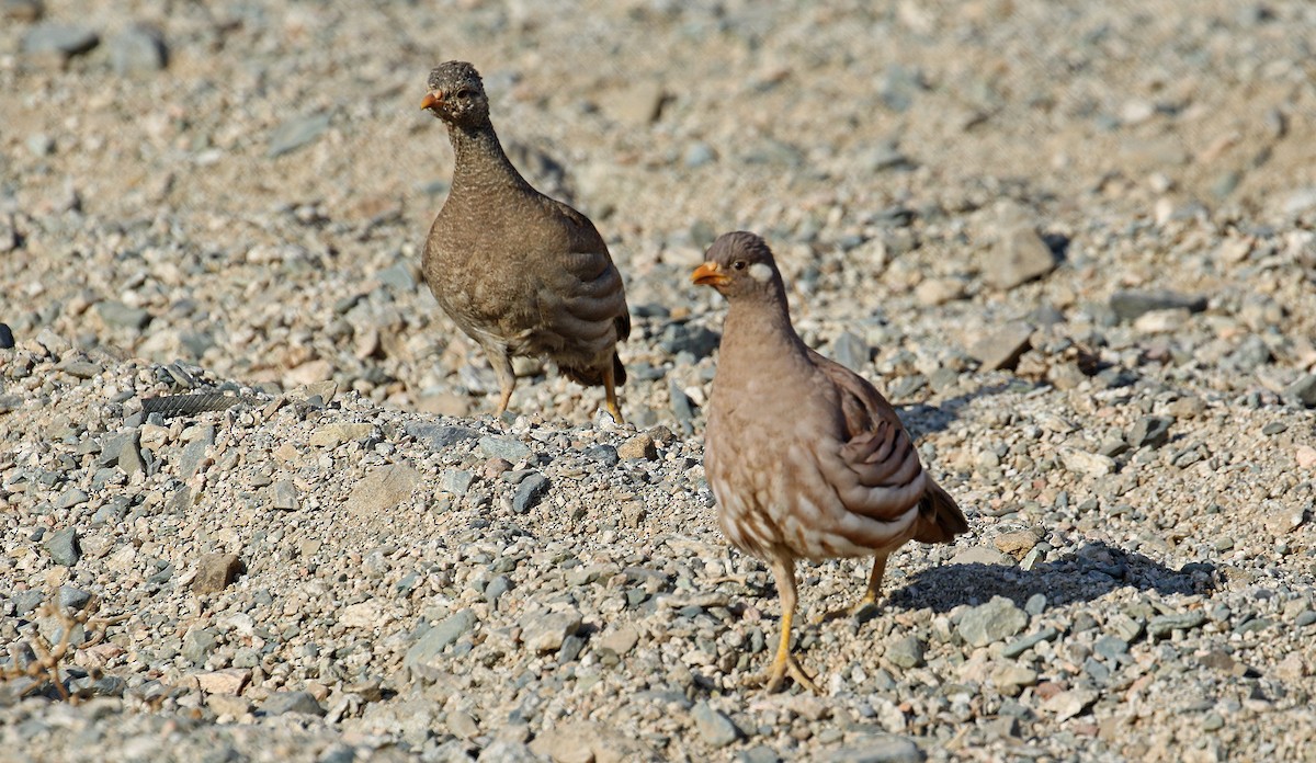 Sand Partridge - ML644639374