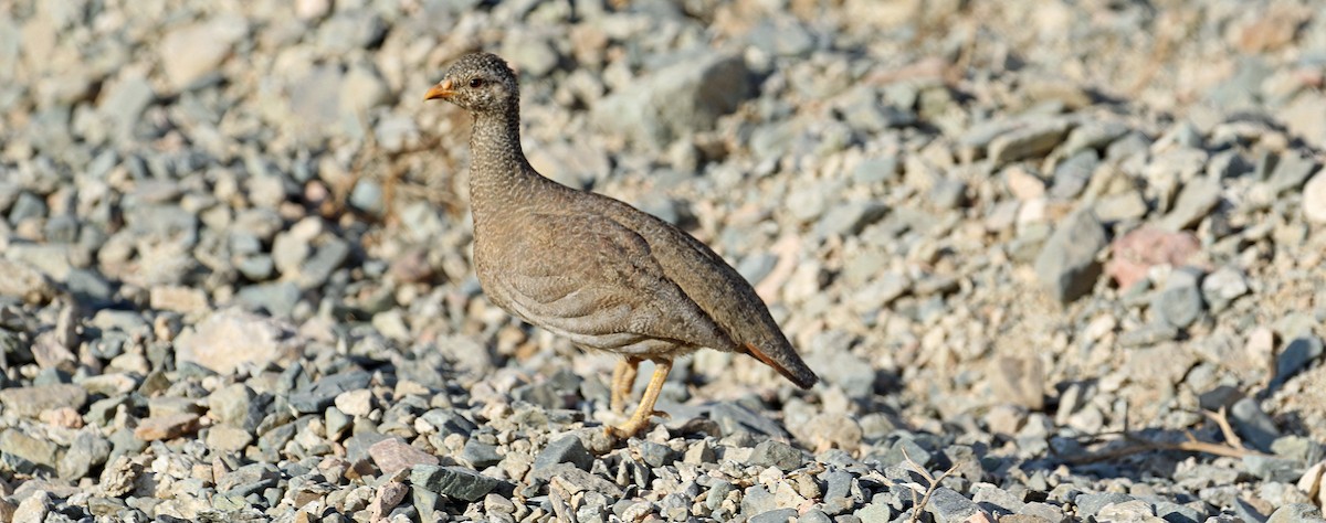 Sand Partridge - ML644639382