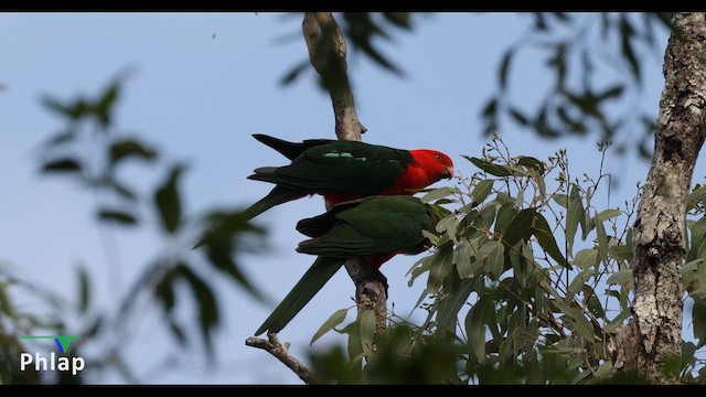 Königssittich - ML644639398