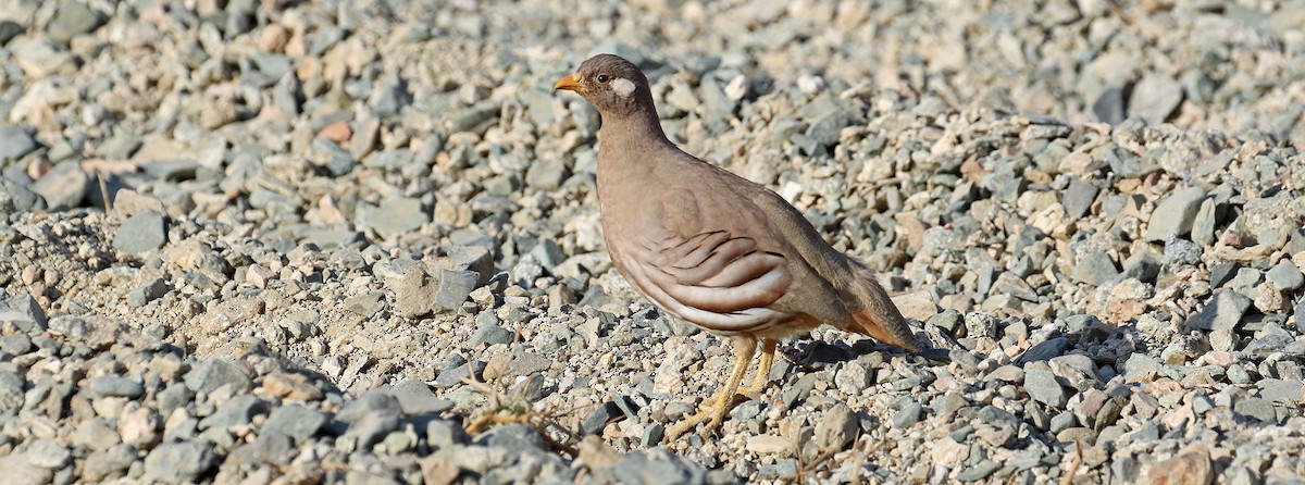 Sand Partridge - ML644639401