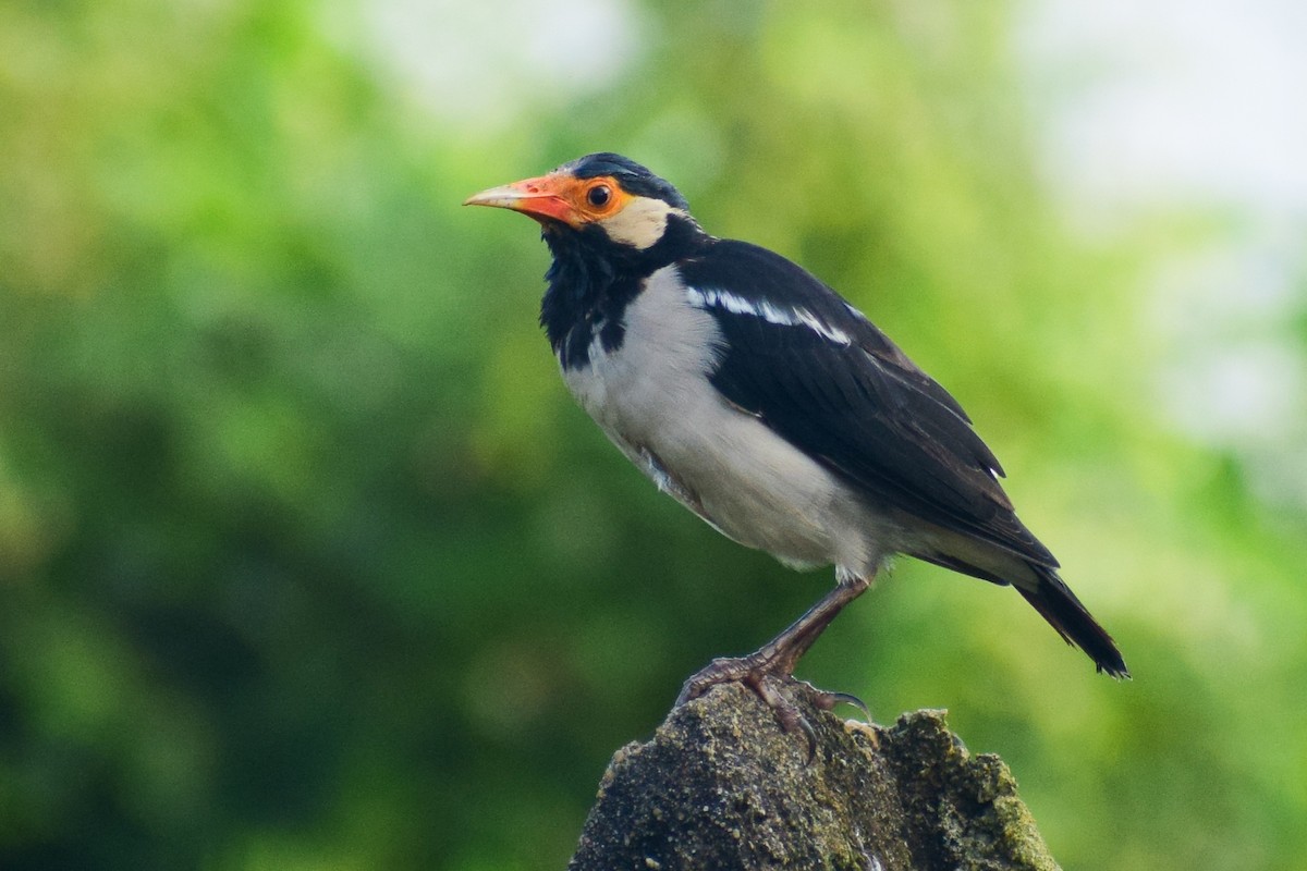 Indian Pied Starling - ML644639402
