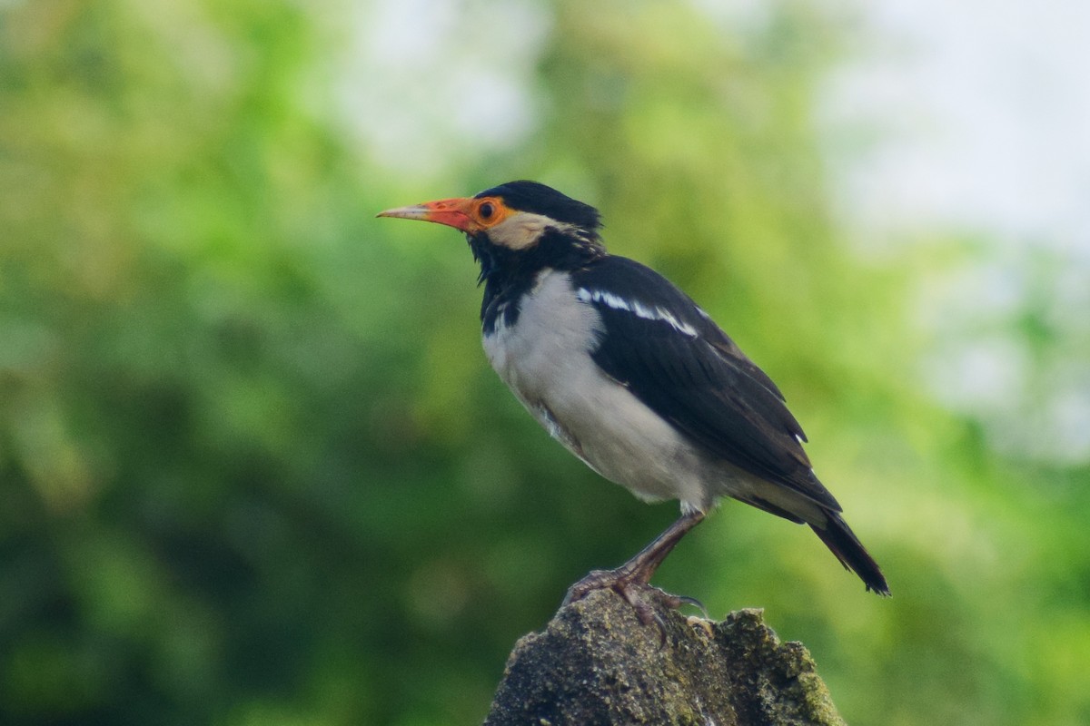 Indian Pied Starling - ML644639403