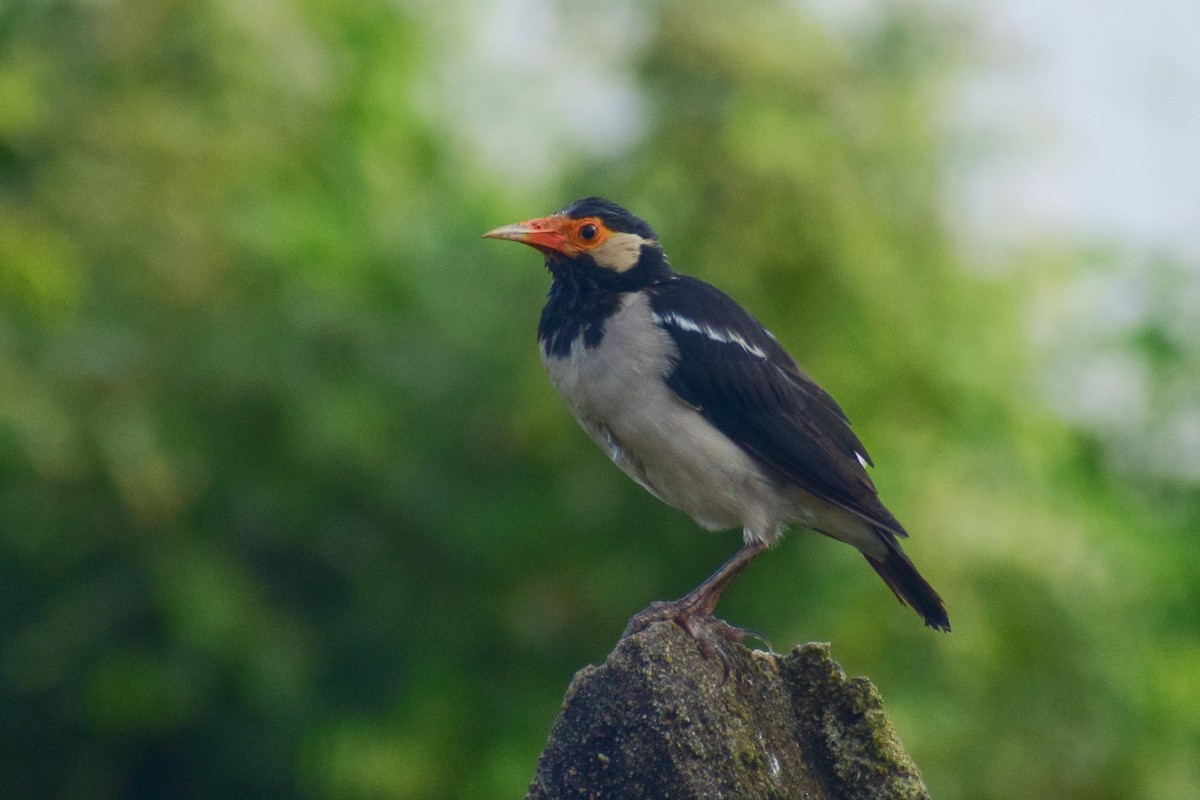 Indian Pied Starling - ML644639404