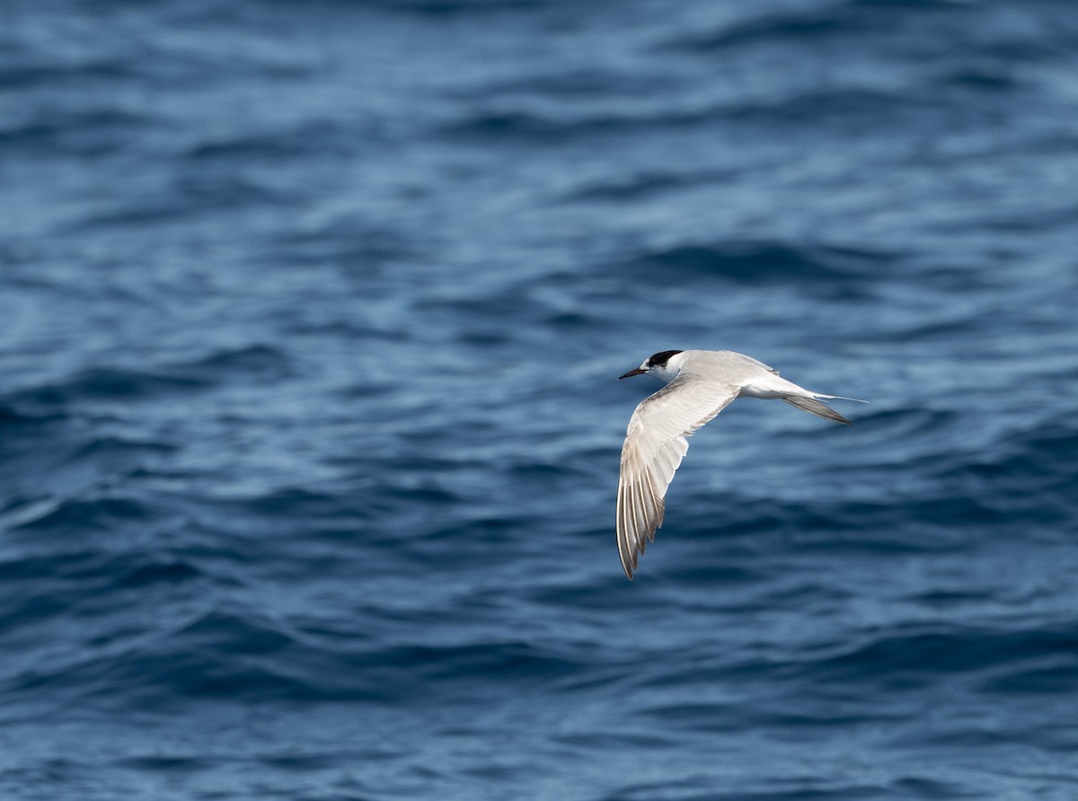 Common Tern - ML644639405