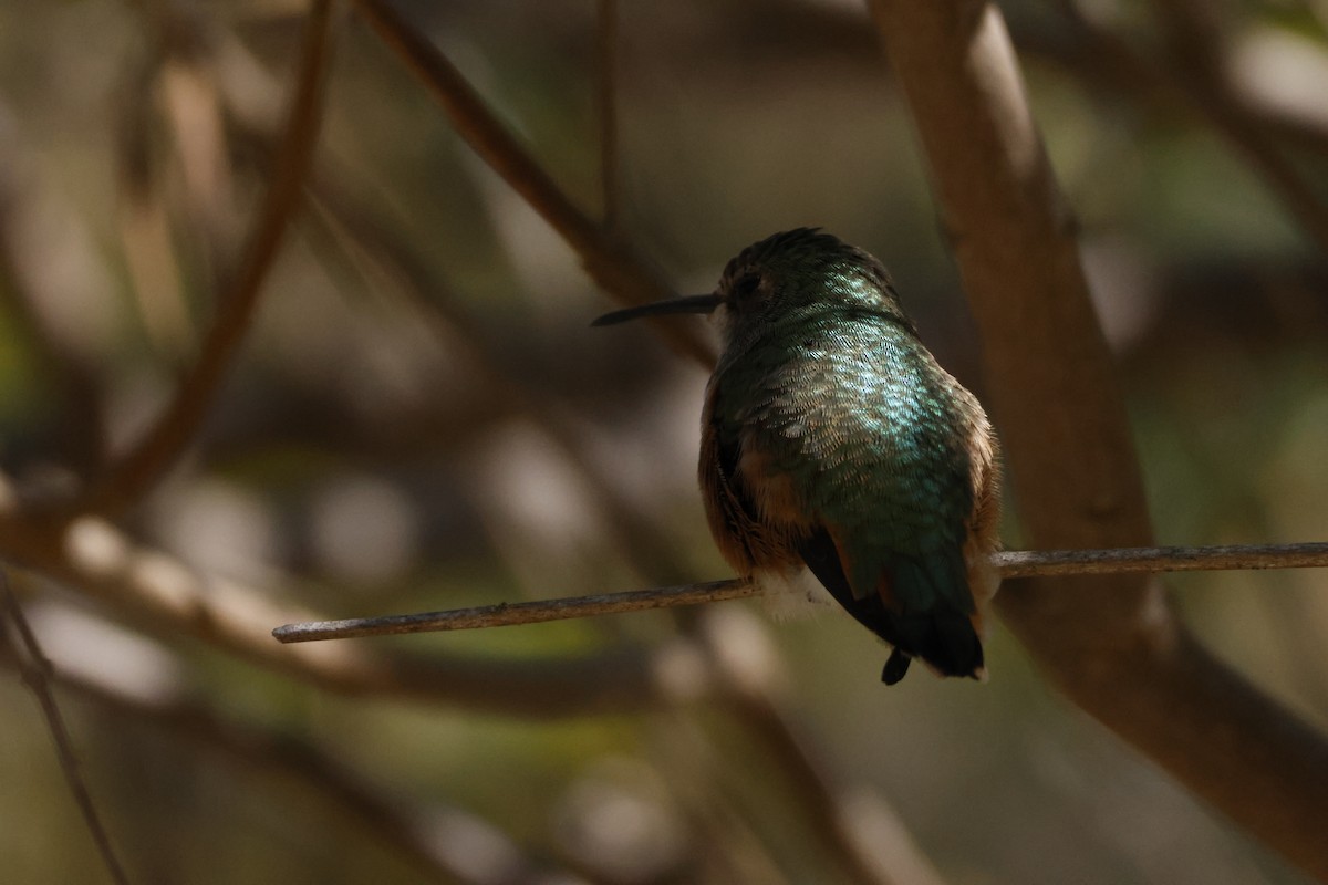 アレンハチドリ - ML644639408