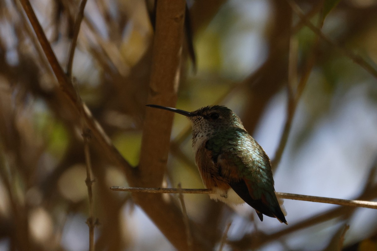 アレンハチドリ - ML644639411