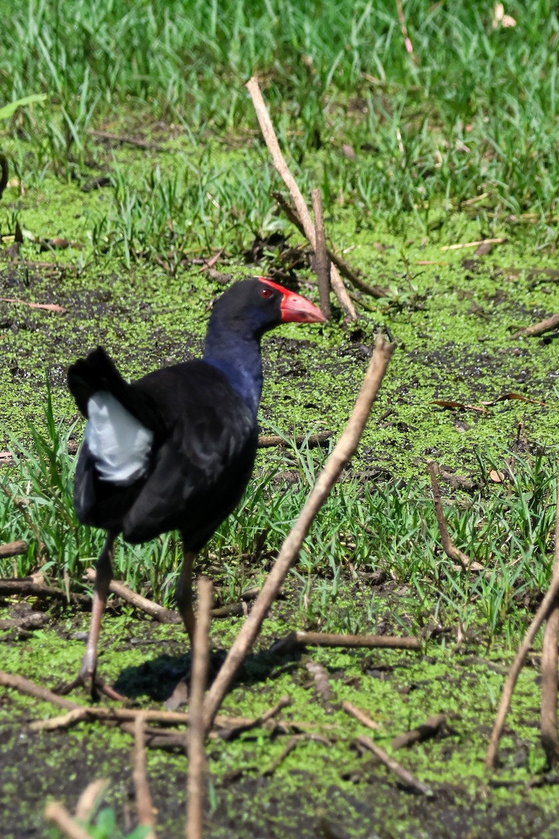 オーストラリアセイケイ - ML644639412