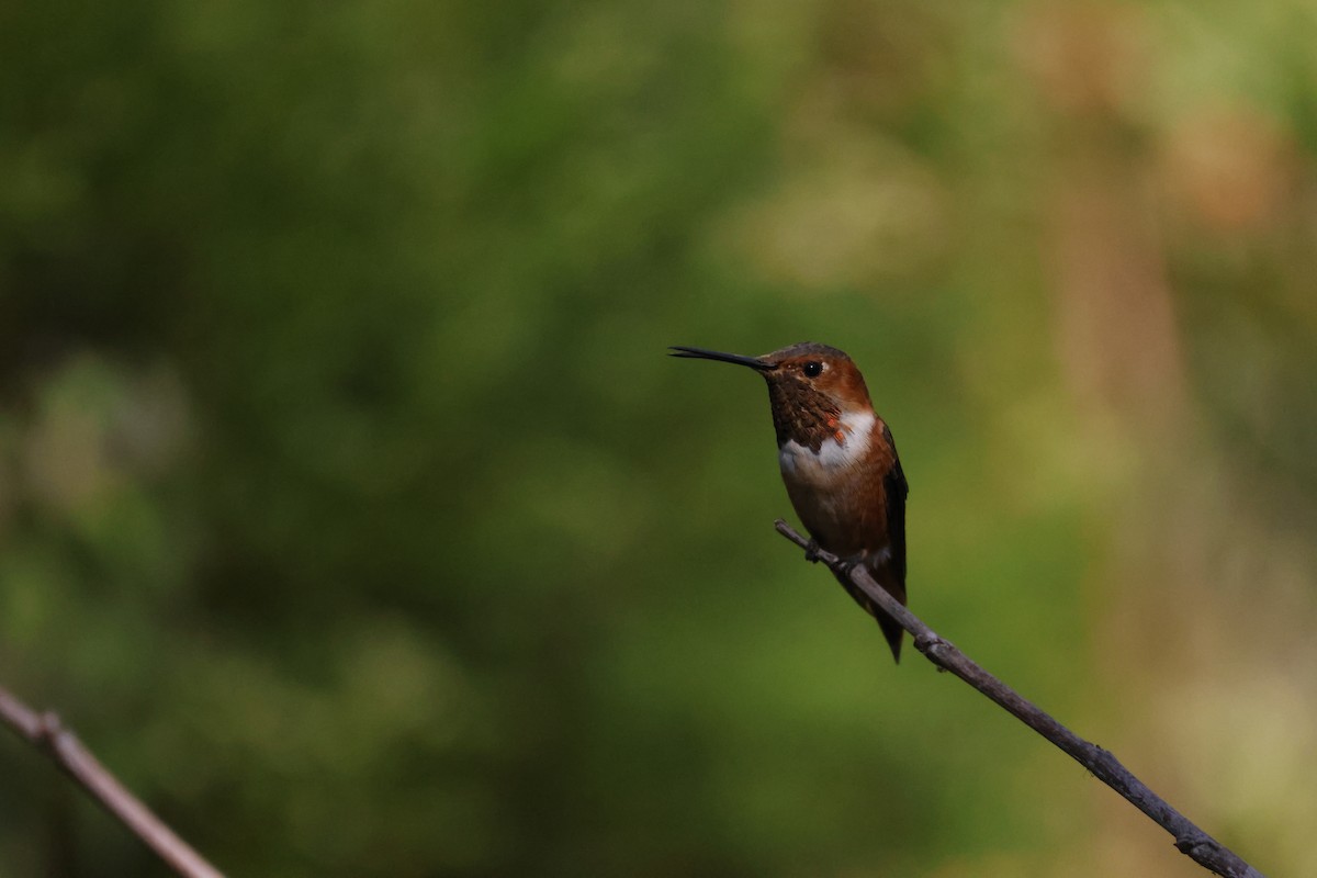 アレンハチドリ - ML644639413