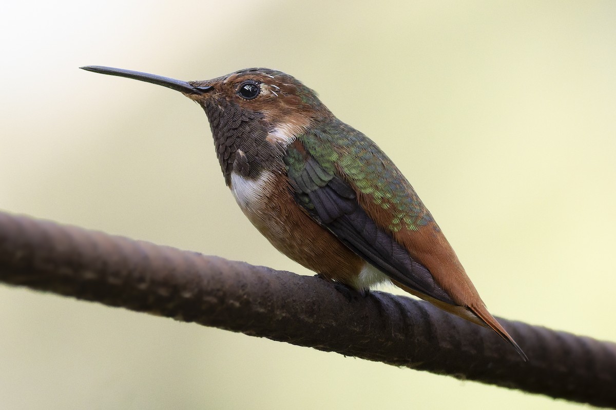 アレンハチドリ - ML644639419