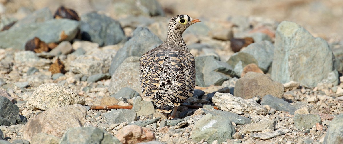 Lichtenstein's Sandgrouse - ML644639421