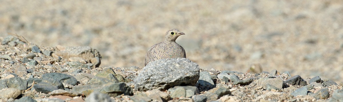 Lichtenstein's Sandgrouse - ML644639423