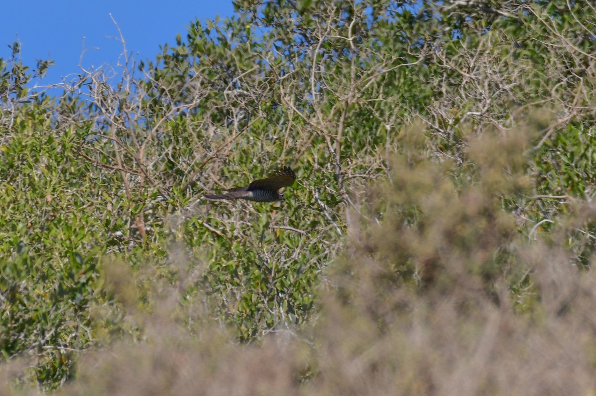 Gabirai arrunta - ML644639425